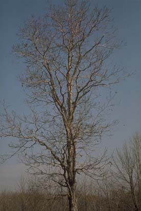 caova99a.jpg (22957 bytes)