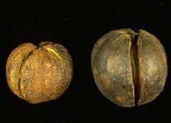 sbnut.jpg (10676 bytes)